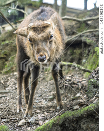 A small fawn gazes with great curiosity. A small fawn gazes with great curiosity. 142290398