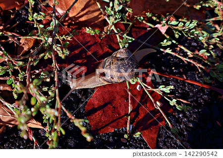 Garden Snail on Leaf Litter. Garden Snail on Leaf Litter. 142290542