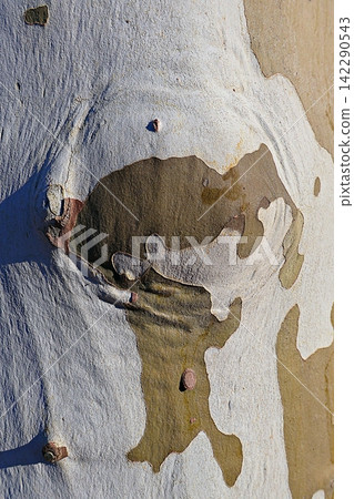 Peeling Sycamore Bark. Peeling Sycamore Bark. 142290543