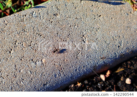 Ant on Concrete. 142290544
