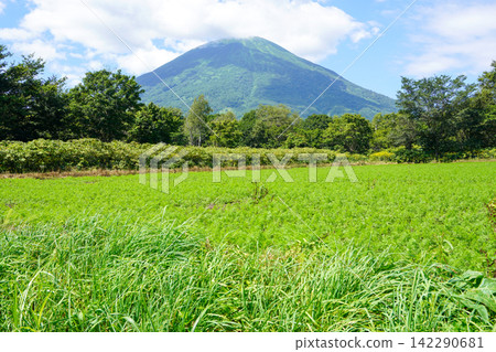 胡蘿蔔田,背景是羊蹄山(真堀村新陽停車場) 胡蘿蔔田,背景是羊蹄山(真堀村新陽停車場) 142290681