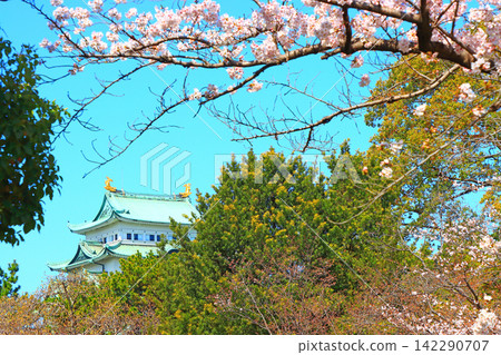 愛知縣名古屋市櫻花盛開和名古屋城的景色 愛知縣名古屋市櫻花盛開和名古屋城的景色 142290707