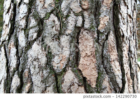 Ponderosa Pine Bark Texture Close Up with Jigsaw Puzzle Pattern Ponderosa Pine Bark Texture Close Up with Jigsaw Puzzle Pattern 142290730