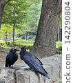 It's so urban that they don't even fly away when people approach; a pair of large-billed crows (I think). 142290804