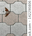 A glimpse of summer in the city: Cicada Finale ② 142290806