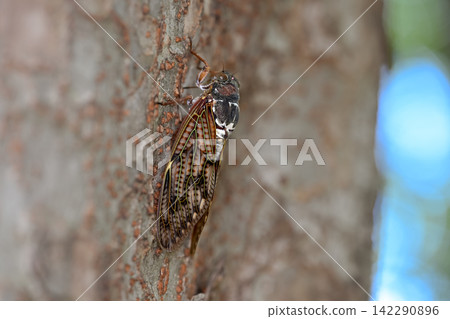 Abra Zemi catching trees Abra Zemi catching trees 142290896