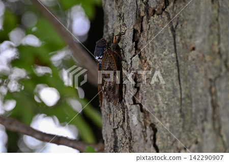Abra Zemi catching trees 142290907