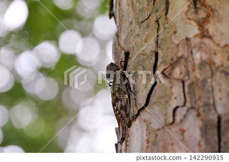 Abra Zemi catching trees Abra Zemi catching trees 142290915