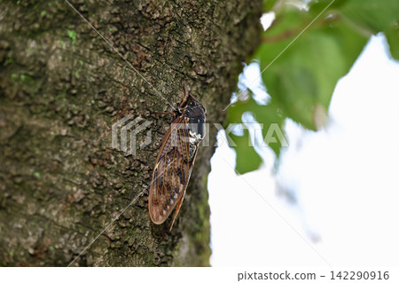 Abra Zemi catching trees Abra Zemi catching trees 142290916