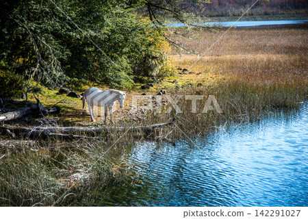 White Horse by Glacial Lake Hess in Autumn, Nahuel Huapi National Park, Patagonia, Argentina White Horse by Glacial Lake Hess in Autumn, Nahuel Huapi National Park, Patagonia, Argentina 142291027