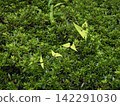 A climbing plant of the yam family that twines around azalea hedges. 142291030