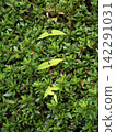 A climbing plant of the yam family that twines around azalea hedges. 142291031