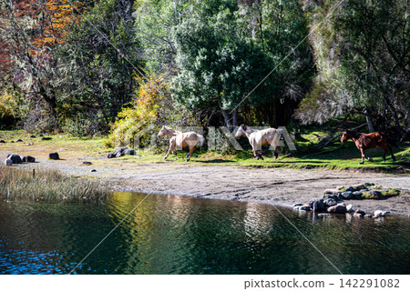 Three Horses Galloping Along the Banks of the Manso River, Patagonia, Argentina Three Horses Galloping Along the Banks of the Manso River, Patagonia, Argentina 142291082