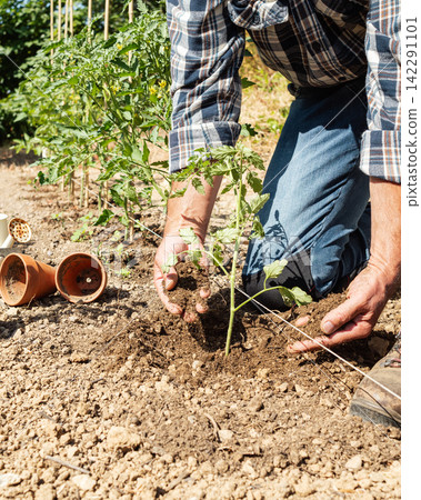 Planting tomato seedlings in the ground by hand. Agriculture. Planting tomato seedlings in the ground by hand. Agriculture. 142291101