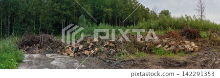 Wide panorama of a large pile of cut tree logs and branches in the forest 142291353
