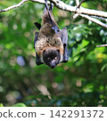 Hi! This is a Horii's flying fox from the Yanbaru forest. 142291372