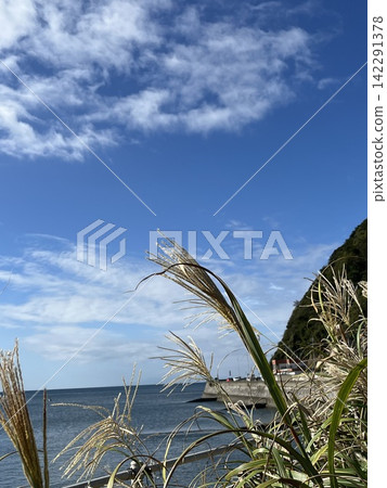 Blue sky, pampas grass, and white clouds Blue sky, pampas grass, and white clouds 142291378