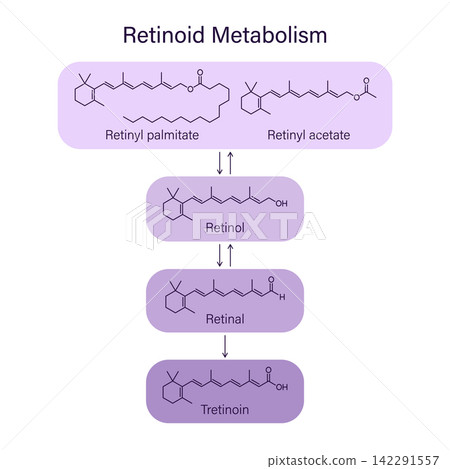 Retinoid metabolism chain, dermatology skin care vector infographic design 142291557