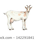 Adult horned dairy goat standing in full view. Hand-drawn illustration created with fine black liner and colored pencils. Suitable for agricultural, rural, countryside, and vintage-themed designs. 142291841