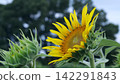 向日葵 142291843