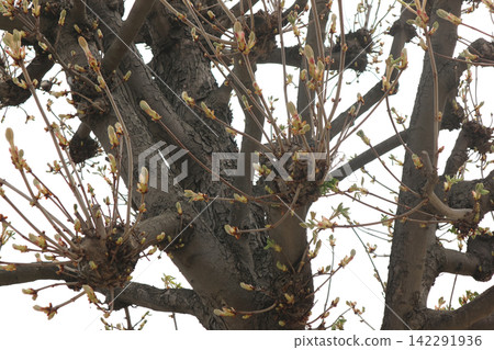 Budding Branches on Pollarded Tree in Early Spring Budding Branches on Pollarded Tree in Early Spring 142291936