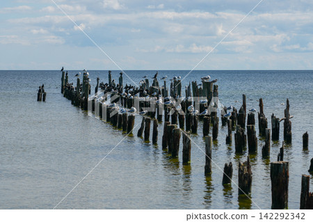 Seagulls Resting on Old Wooden Pier Pilings Along the Baltic Sea Coast Seagulls Resting on Old Wooden Pier Pilings Along the Baltic Sea Coast 142292342