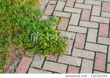 Wild Plants Growing Through Paving Stones Show Nature Reclaiming Urban Environment and Walkways Wild Plants Growing Through Paving Stones Show Nature Reclaiming Urban Environment and Walkways 142292364