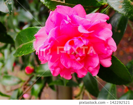 Colorful camellia flowers blooming on Izu Oshima Island 142292521