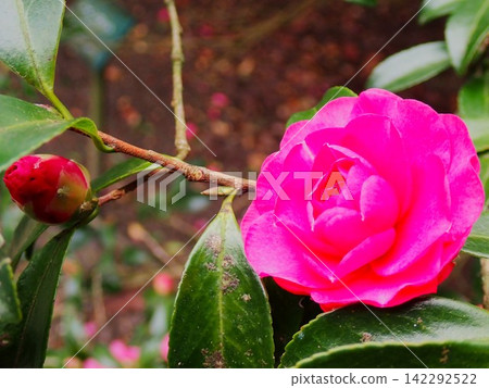 Beautiful wild camellias blooming on Izu Oshima Island Beautiful wild camellias blooming on Izu Oshima Island 142292522