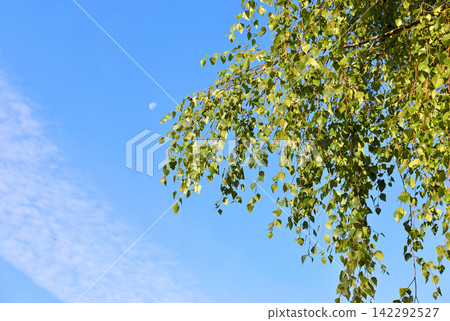 Birch tree, moon and sky Birch tree, moon and sky 142292527