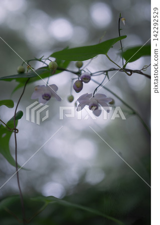森林精靈,*蓮華莊馬*,禦嶽山,奧多摩 森林精靈,*蓮華莊馬*,禦嶽山,奧多摩 142292529