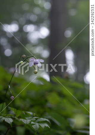 森林精靈,*蓮華莊馬*,禦嶽山,奧多摩 森林精靈,*蓮華莊馬*,禦嶽山,奧多摩 142292531
