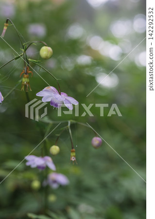 森林精靈，*蓮華莊馬*，禦嶽山，奧多摩 142292532