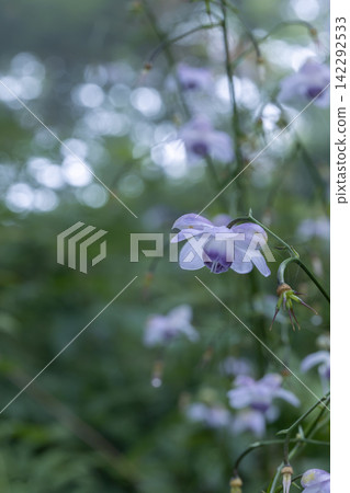 森林精靈,*蓮華莊馬*,禦嶽山,奧多摩 森林精靈,*蓮華莊馬*,禦嶽山,奧多摩 142292533