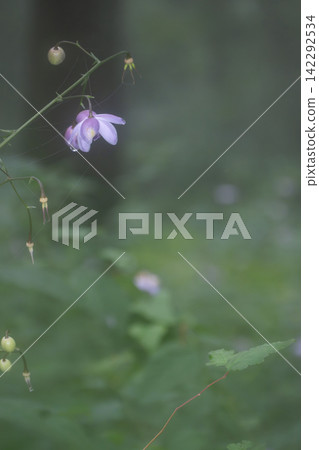 Forest fairy, *Renge-shoma*, Mount Mitake, Okutama Forest fairy, *Renge-shoma*, Mount Mitake, Okutama 142292534