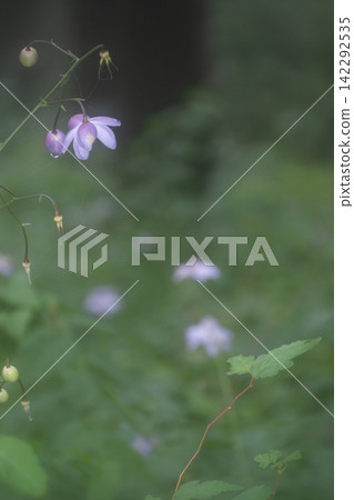 森林精靈,*蓮華莊馬*,禦嶽山,奧多摩 森林精靈,*蓮華莊馬*,禦嶽山,奧多摩 142292535