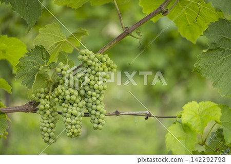 Detail grapes of the vine in the time before locking Detail grapes of the vine in the time before locking 142292798