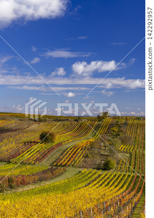 Autumn vineyard near Cejkovice, Southern Moravia, Czech Republic Autumn vineyard near Cejkovice, Southern Moravia, Czech Republic 142292957
