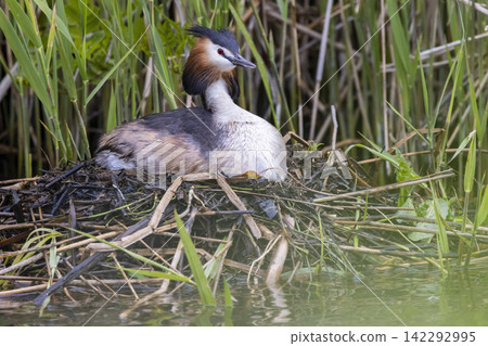 Great crested grebe nesting on its nest among reeds and leaves Great crested grebe nesting on its nest among reeds and leaves 142292995