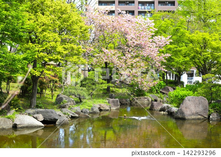 Japanese garden with a pond and strolling paths Japanese garden with a pond and strolling paths 142293296