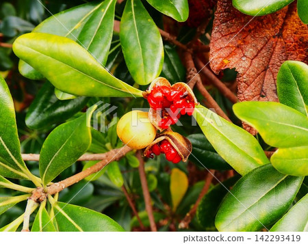 Red berries of the Pittosporum tobira tree, Izu Oshima Island Red berries of the Pittosporum tobira tree, Izu Oshima Island 142293419