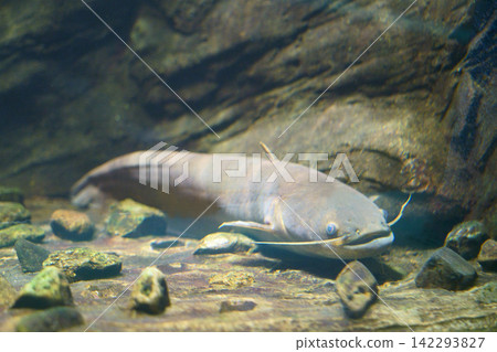 9662 鯰魚 9662 鯰魚 142293827