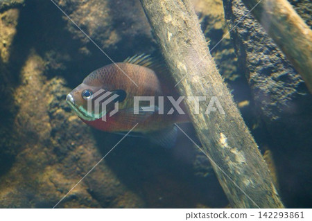 9668 Bluegill 9668 Bluegill 142293861