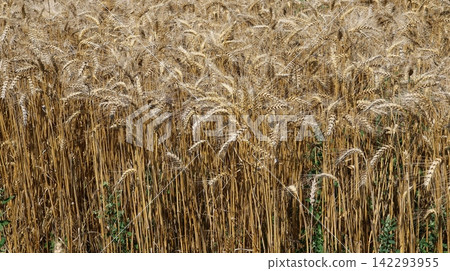 Golden wheat field sways gently in the breeze Golden wheat field sways gently in the breeze 142293955