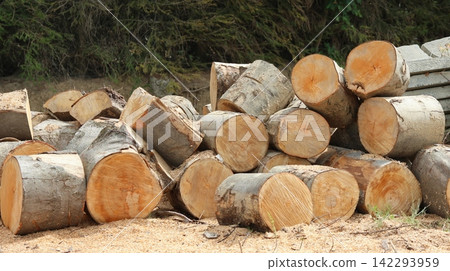 Pile of freshly cut tree logs with visible wood grain and bark Pile of freshly cut tree logs with visible wood grain and bark 142293959
