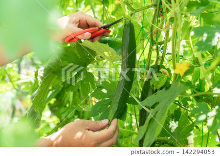 A man harvests cucumbers growing in a field with scissors (August). Home gardening: Cucumber cultivation. A man harvests cucumbers growing in a field with scissors (August). Home gardening: Cucumber cultivation. 142294053