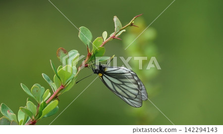 一隻雌性菜粉蝶(Pieris rapae)棲息在小檁灌木叢上。 一隻雌性菜粉蝶(Pieris rapae)棲息在小檁灌木叢上。 142294143