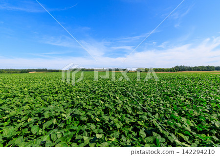 大豆領域和藍天 大豆領域和藍天 142294210