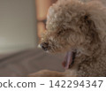 一隻玩具貴賓犬醒來後大聲打哈欠。 142294347