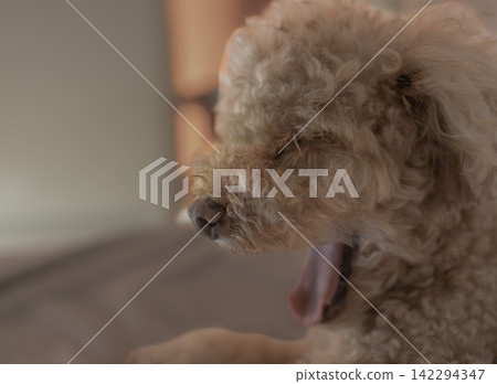 A toy poodle yawning loudly after waking up. A toy poodle yawning loudly after waking up. 142294347